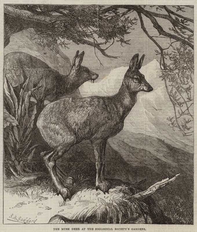Het Muskushert in de Tuinen van de Zoological Society door George Bouverie Goddard