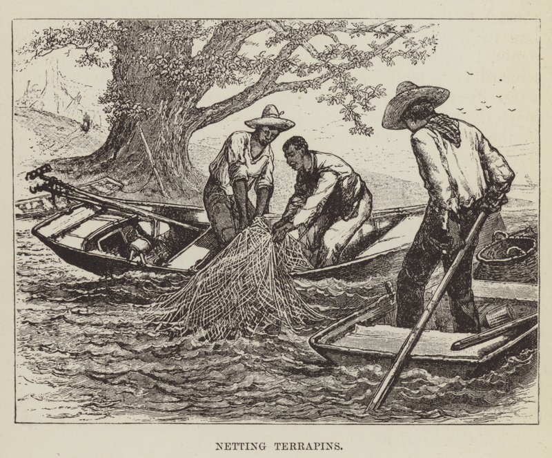 Terrapins vangen door George Augustus Sala