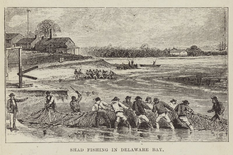 Shad vissen in Delaware Bay door George Augustus Sala