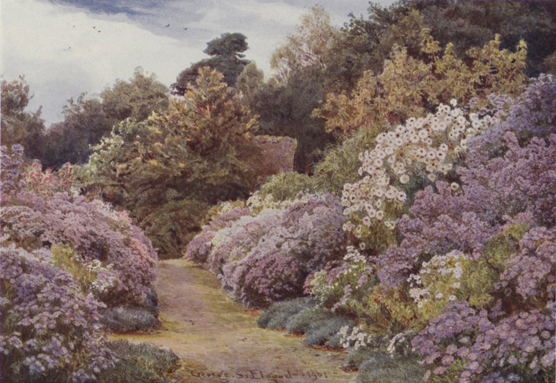 Michaelmas Madeliefjes, Munstead Wood door George Samuel Elgood