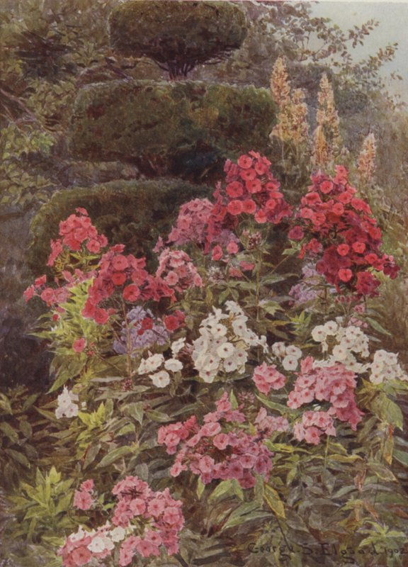 Phlox door George Samuel Elgood