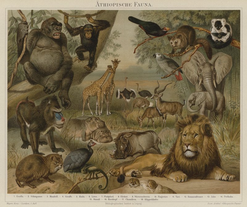 Afrikaanse fauna door German School