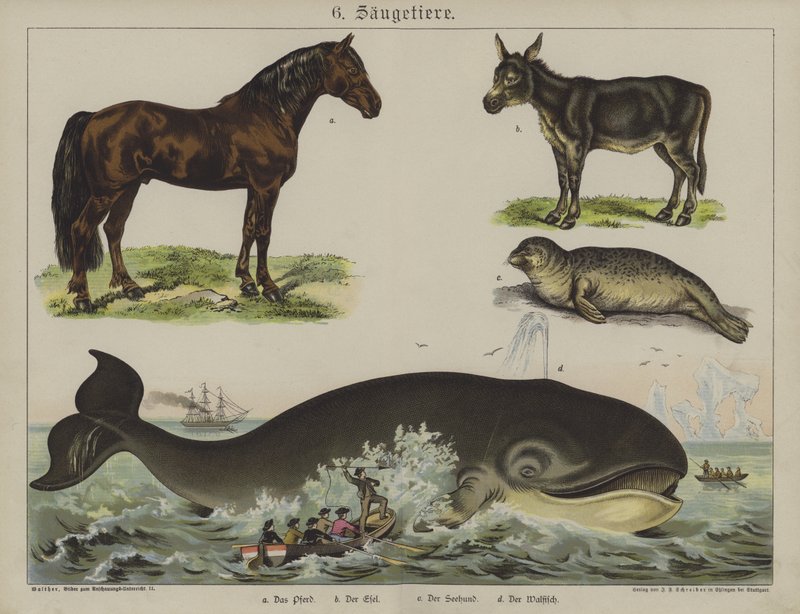 Dieren door German School