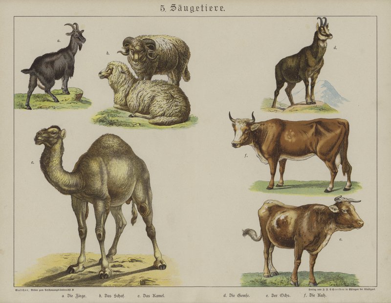 Dieren door German School