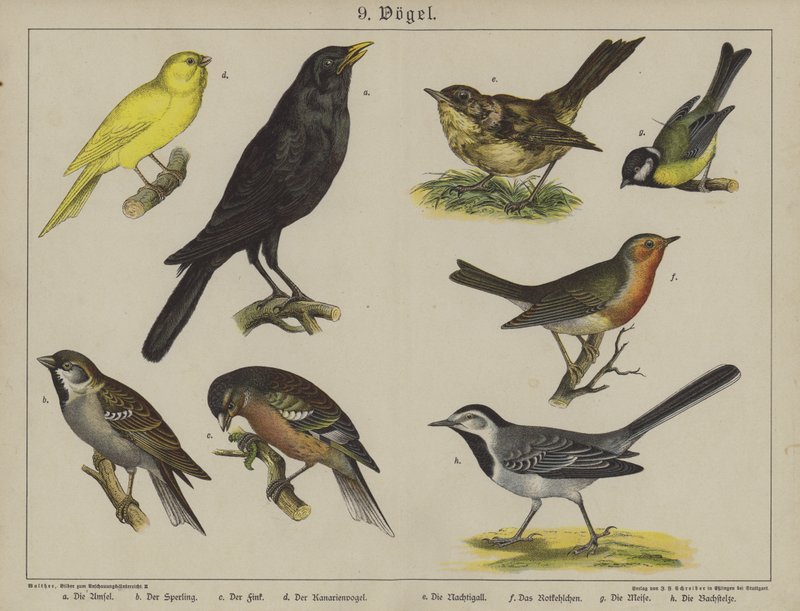 Dieren door German School