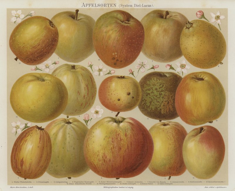 Appels door German School