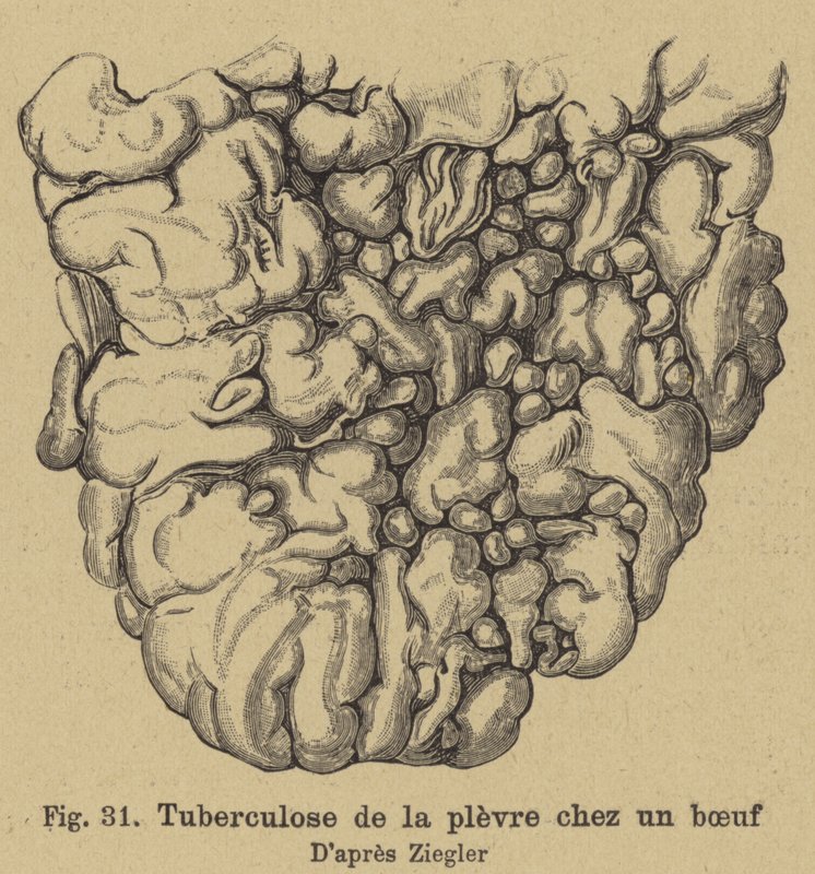 Runder tuberculose door German School
