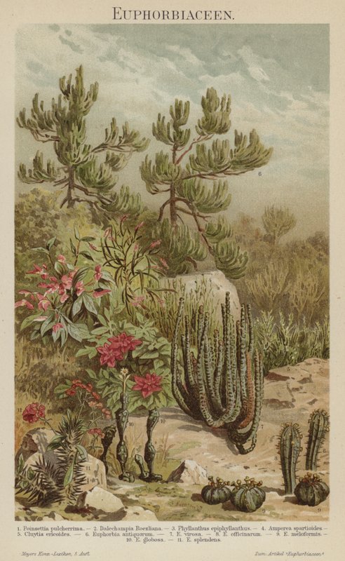 Euphorbia