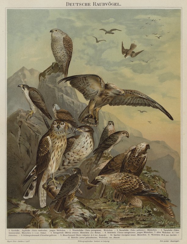 Duitse roofvogels (kleur litho) door German School
