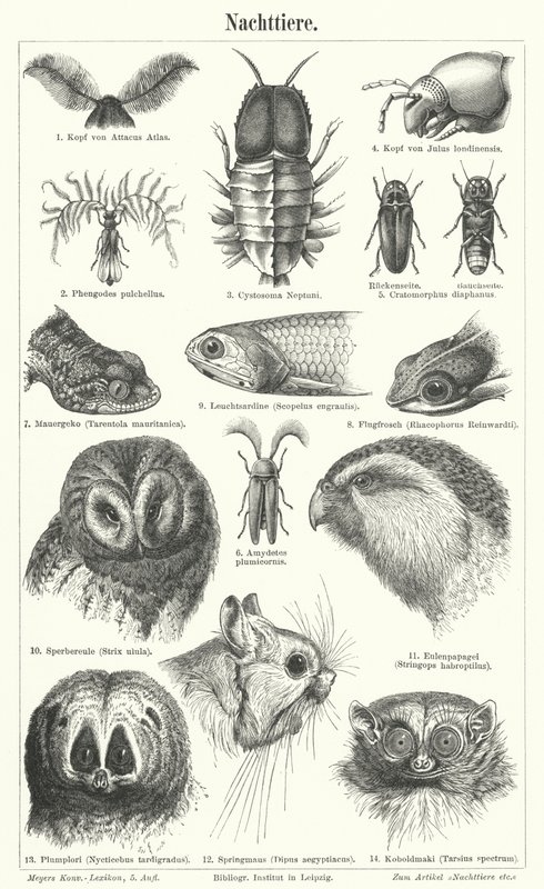Nachtelijke dieren (gravure) door German School