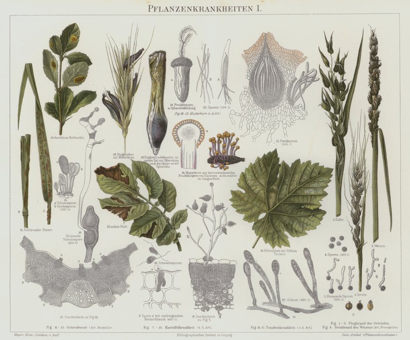 Plantenziekten door German School
