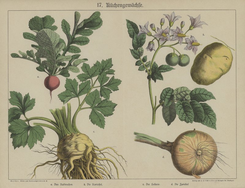 Planten door German School