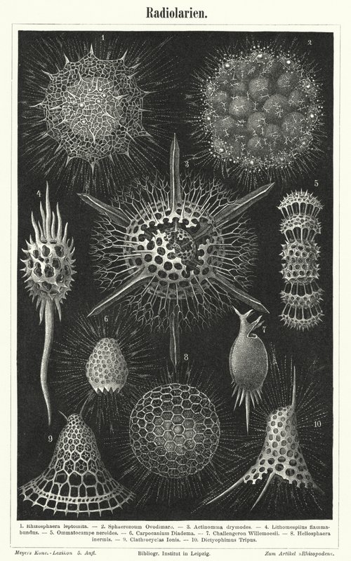 Radiolaria door German School