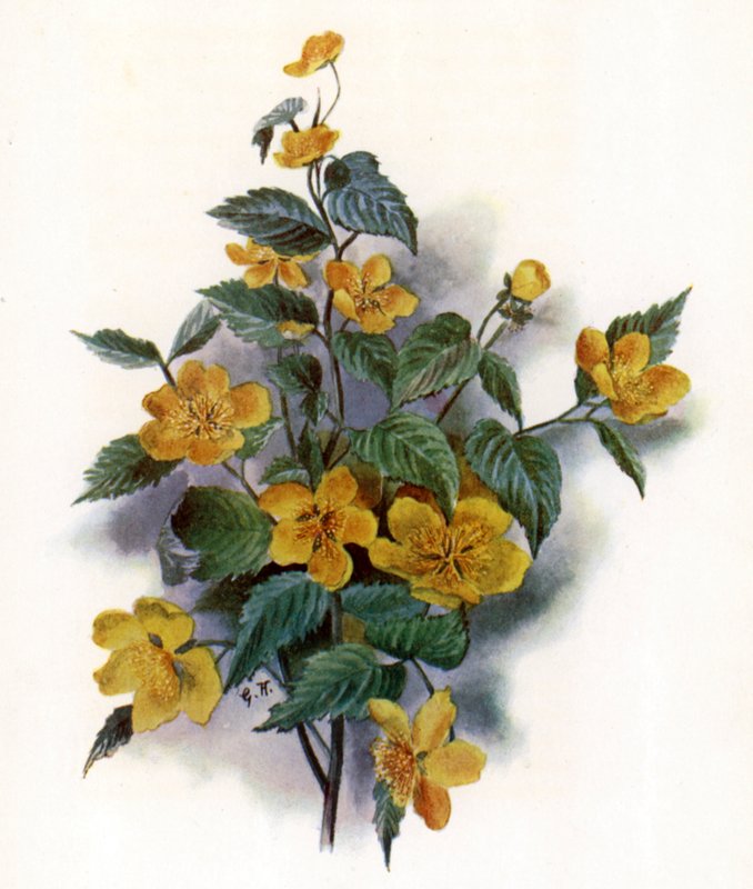 Kerria Japonica door Gertrude Hamilton