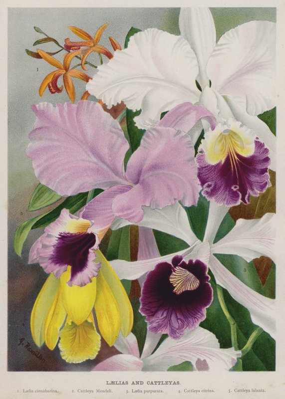 Laelia