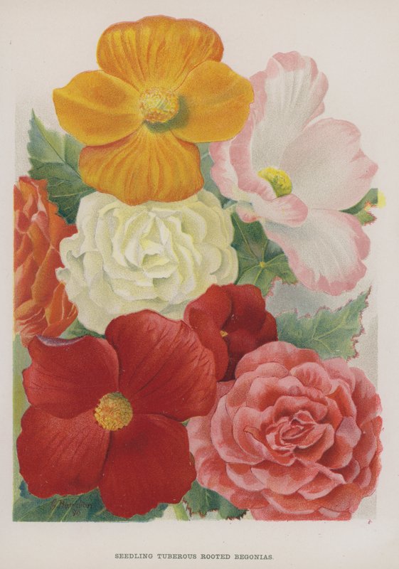 Zaailingen Knolbegonia