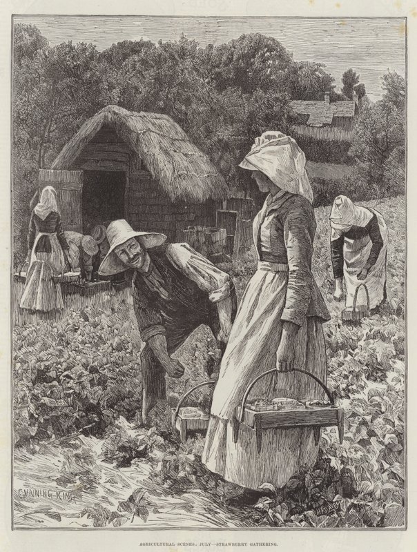 Landbouwscènes, Juli, Aardbeien Plukken door Gunning King