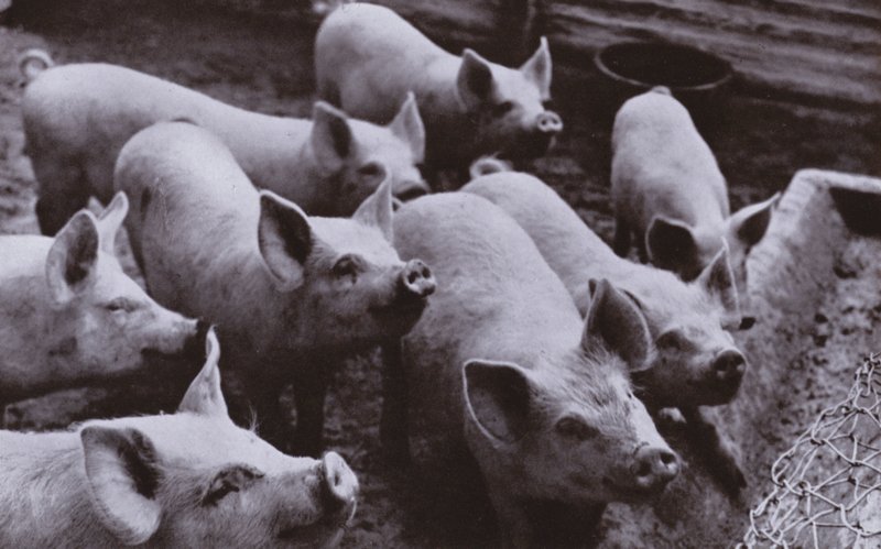 Varkens door Harold Burdekin