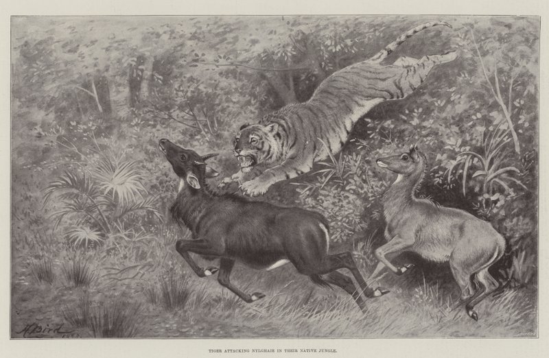 Tijger die Nylghaie aanvalt in hun inheemse jungle door Harrington Bird