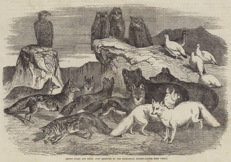Arctische Vossen en Vogels, net ontvangen door de Zoological Society door Harrison William Weir