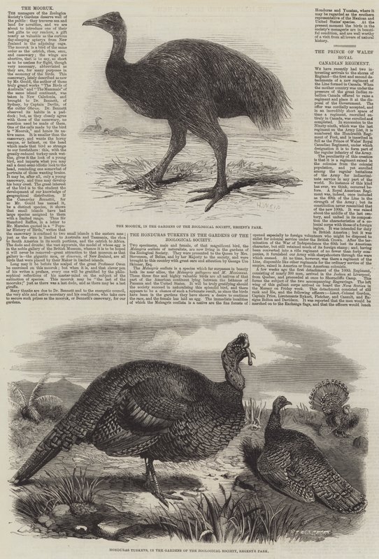 Vogels in de London Zoo door Harrison William Weir