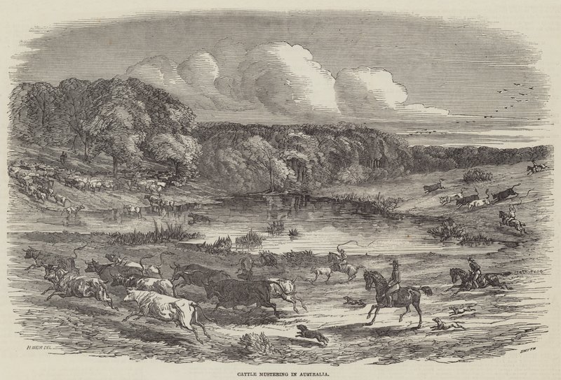 Veedrijven in Australië door Harrison William Weir