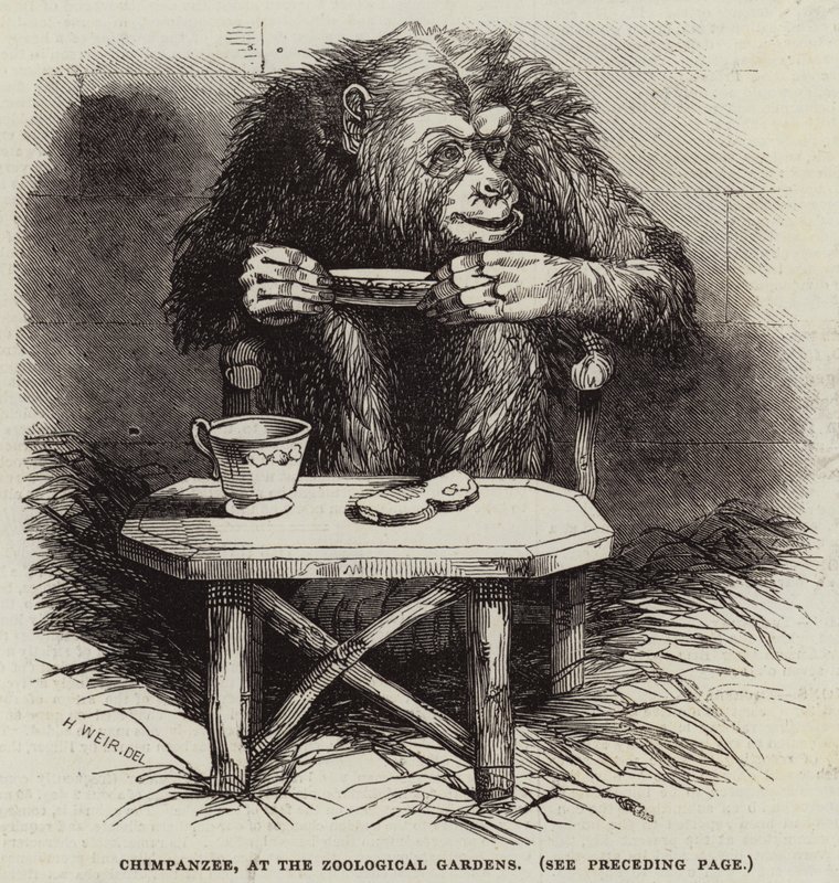 Chimpanzee, in de Dierentuin door Harrison William Weir