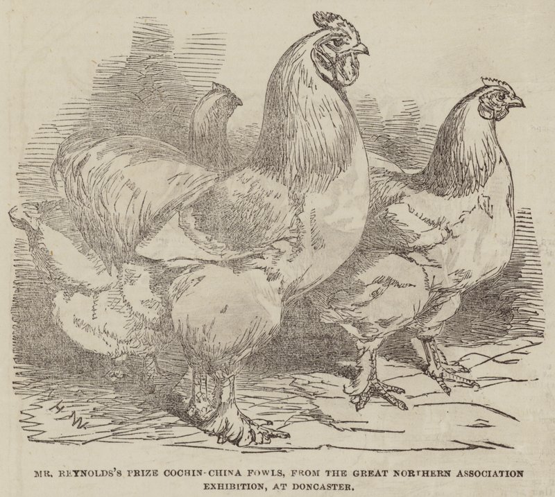 De Prijs Cochin-China Hoenders van Mr Reynolds, van de Great Northern Association Tentoonstelling, in Doncaster door Harrison William Weir