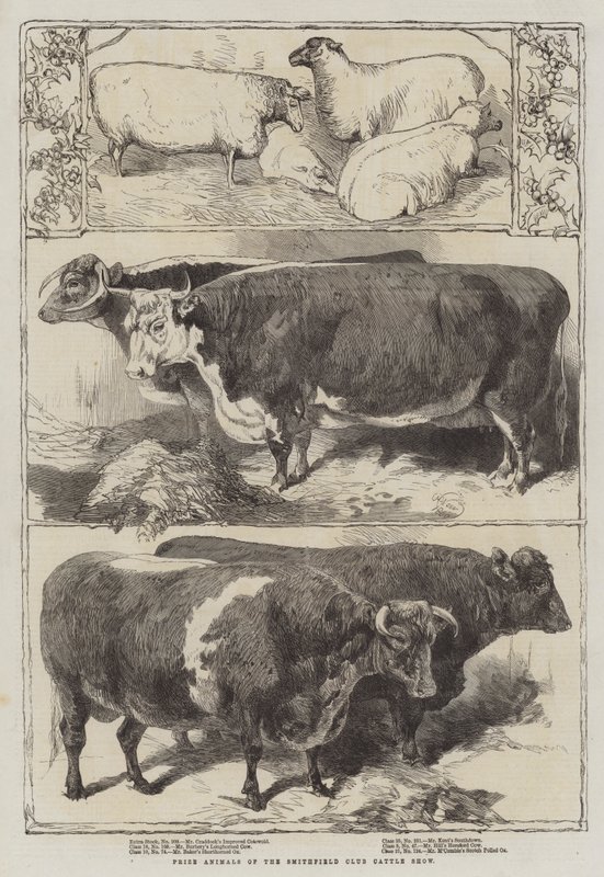 Prijsdieren van de Smithfield Club Cattle Show door Harrison William Weir