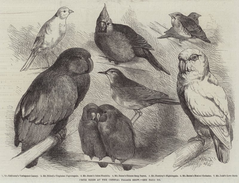 Prijsvogels op de Crystal Palace Show door Harrison William Weir