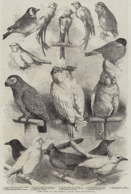 Prijsvogels op de Crystal Palace Show door Harrison William Weir