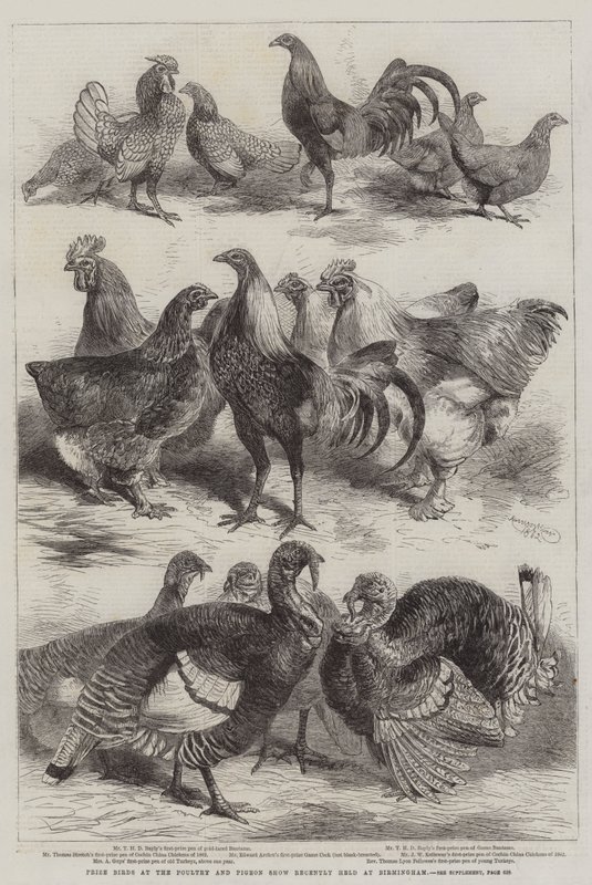 Prijsvogels op de Pluimvee- en Duivententoonstelling onlangs gehouden in Birmingham door Harrison William Weir