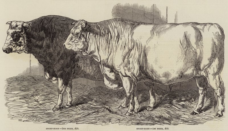 Prijsvee op de Show van de Koninklijke Landbouwmaatschappij in Norwich door Harrison William Weir