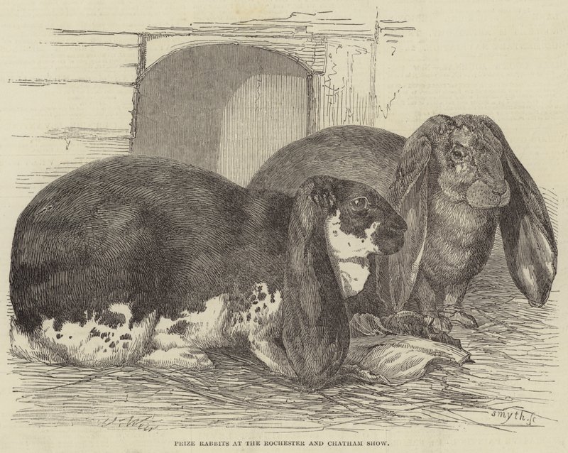 Prijs Konijnen op de Rochester en Chatham Show door Harrison William Weir