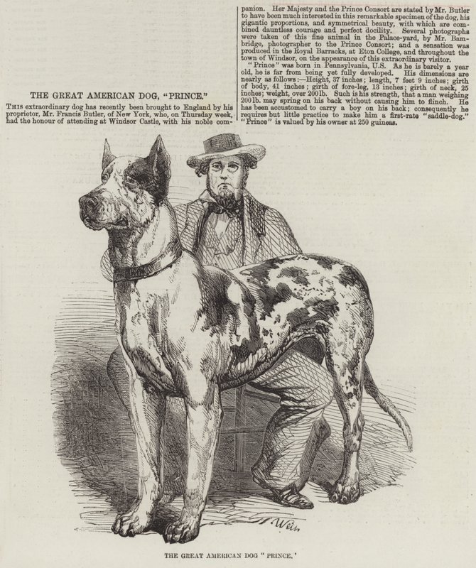 De Grote Amerikaanse Hond Prins door Harrison William Weir