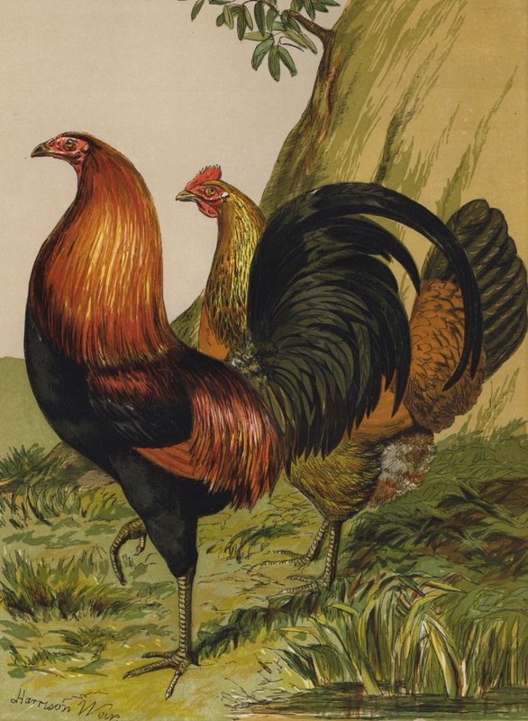 Zwartborstige Rode Spel door Harrison William Weir