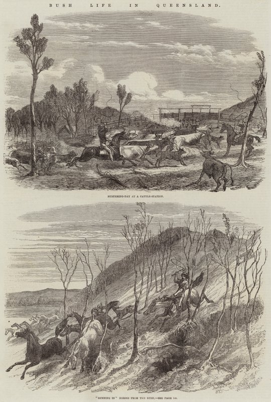 Leven in de bush in Queensland door Harrison William Weir