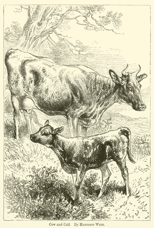 Koe en kalf door Harrison William Weir