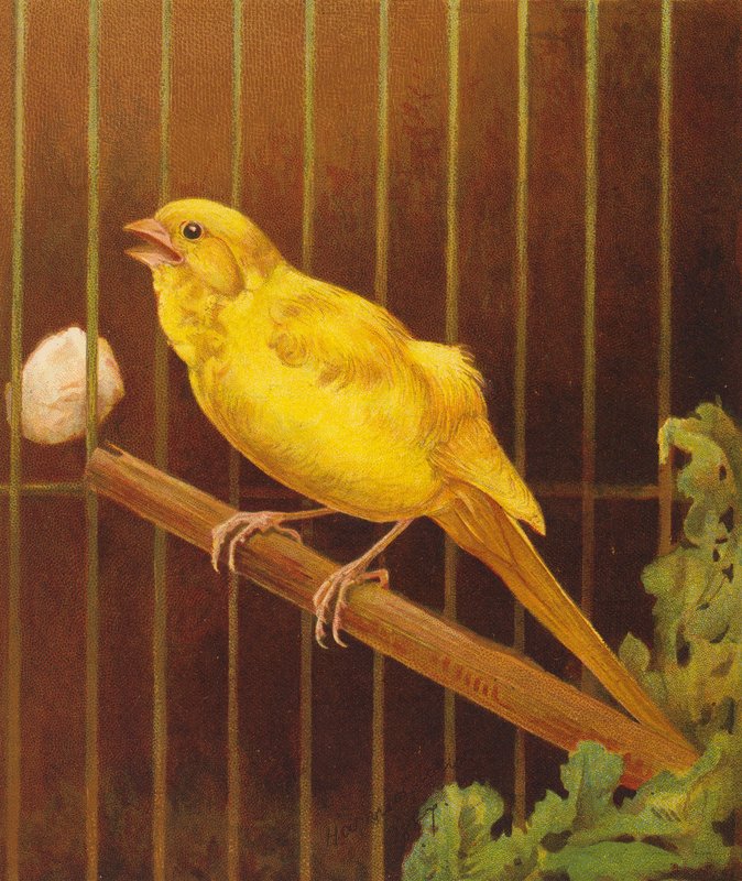 Dickie Bird door Harrison William Weir