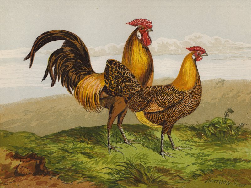 Goudgestreepte Hamburgers door Harrison William Weir