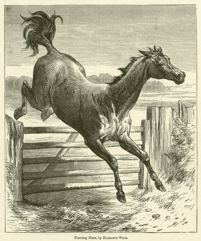 Jachtmerrie door Harrison William Weir