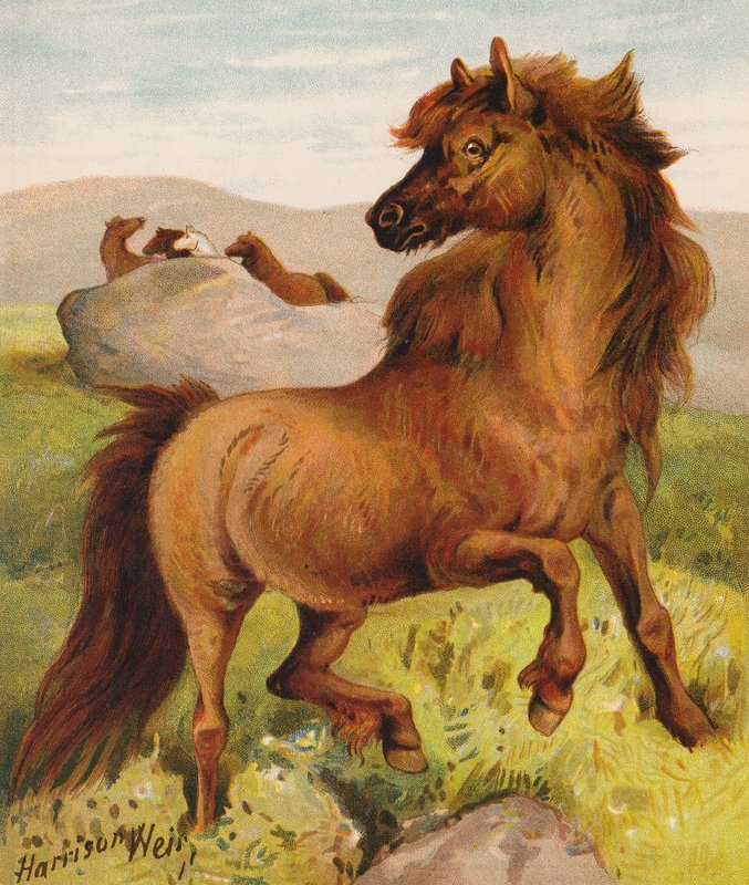 Shetland pony