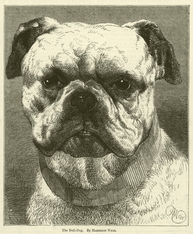 De Bulldog door Harrison William Weir