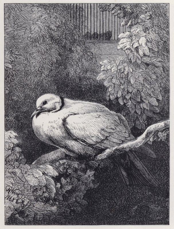 De ongelukkige duif door Harrison William Weir