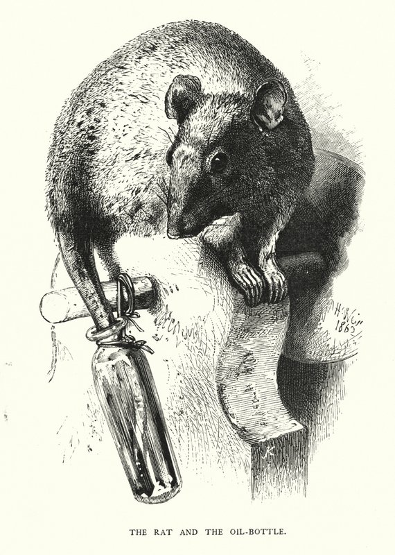 De Rat en de Olie-fles (gravure) door Harrison William Weir