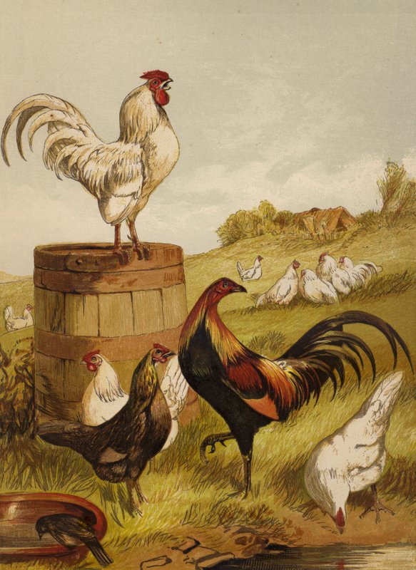 Witte en vechtbantams door Harrison William Weir
