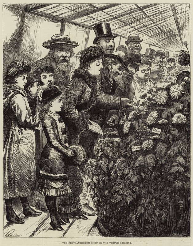 De chrysantenshow in de Temple Gardens door Harry Furniss