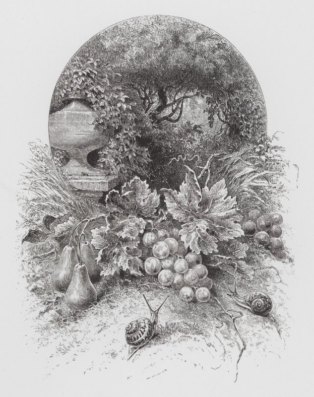 Het insect: Slakken (gravure) door Hector Giacomelli