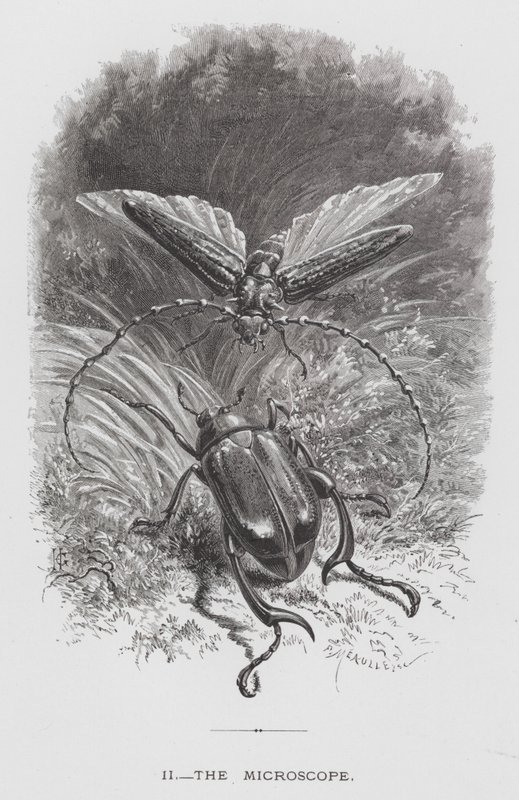 Het insect: De microscoop door Hector Giacomelli