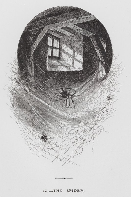 Het Insect: De Spin door Hector Giacomelli